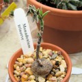 Monadenium Trinerve