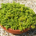 Monanthes anagensis