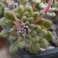 Monanthes brachycaulos