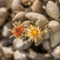 Monanthes laxiflora