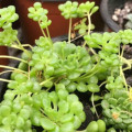 Monanthes lowei