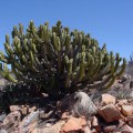 Myrtillocactus Cochal