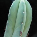 Myrtillocactus Eichlamii