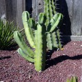 Myrtillocactus Geometrizans