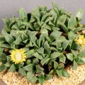 Nananthus Pole-evansii