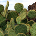 Opuntia