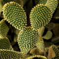 Opuntia microdasys