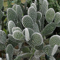 Opuntia microdasys albata