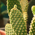 Opuntia microdasys pallida