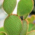 Opuntia microdasys rufida