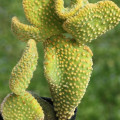 Opuntia microdasys var. pallida