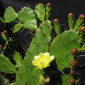 Opuntia monacantha