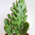 Opuntia monacantha f. monstruosa