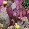 Opuntia santa-rita