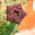 Orbea Carnosa