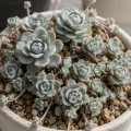 Orostachys boehmeri