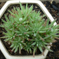 Orostachys chanetii