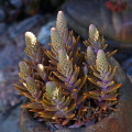 Orostachys fimbriata