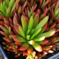 Orostachys japonica