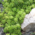 Orostachys malacophylla