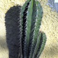 Pachycereus Fulviceps