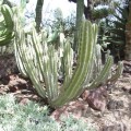 Pachycereus Gatesii