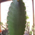 Pachycereus Gaumeri