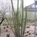 Pachycereus Hollianus