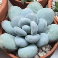 Pachyphytum 'Blue Haze'