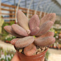 Pachyphytum 'Captain Jessop'