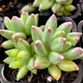 Pachyphytum 'Chiseled Stones'