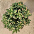 Pachyphytum 'Chiseled Stones Crested'