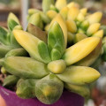Pachyphytum 'Chiseled Stones' f. variegata