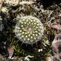 Parodia Alacriportana