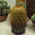 Parodia Aureicentra