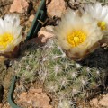 Pediocactus Bradyi