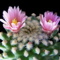 Pediocactus Knowltonii