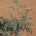 Pelargonium Crassipes