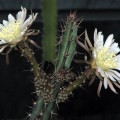 Peniocereus Cuixmalensis