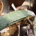 Peniocereus Fosterianus