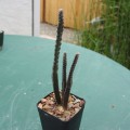 Peniocereus Greggii