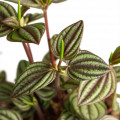 Peperomia albovittata