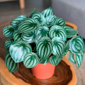 Peperomia argyreia