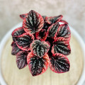 Peperomia caperata 'Abricos'