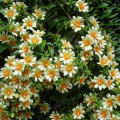 Pereskia