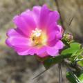 Pereskia bahiensis