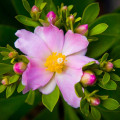 Pereskia grandifolia