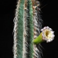 Pilosocereus Albisummus