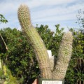 Pilosocereus Aurisetus