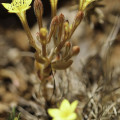 Pistorinia breviflora